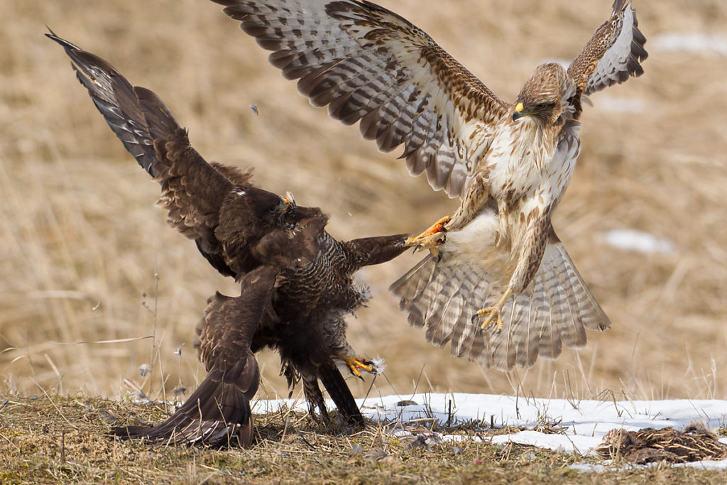 Buteo buteo; Buzzard; Mäusebussard; birds; falconiformes; greifvögel; pröhl; raptors; vögel