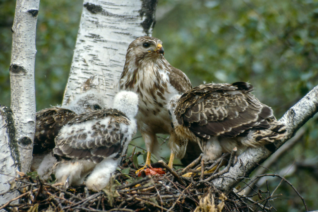 Buteo buteo; Buzzard; Mäusebussard; birds; breed; brut; falconiformes; greifvögel; horst; juv.; juvenil; nest; pröhl; raptors; vögel