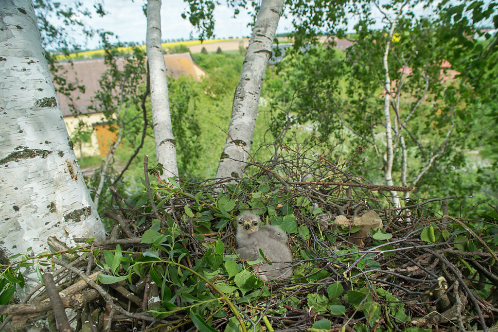 Buteo buteo; Buzzard; Mäusebussard; birds; breed; brut; falconiformes; greifvögel; horst; juv.; juvenil; nest; pröhl; raptors; vögel