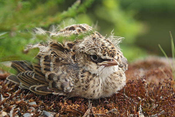 Alauda arvensis; Feldlerche; Skylark, jungvogel, juvenil