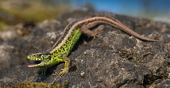 Lacerta agilis; Sand Lizard; Zauneidechse; echse; eidechse; kriechtiere; leo; lizards; male; männchen; reptilia