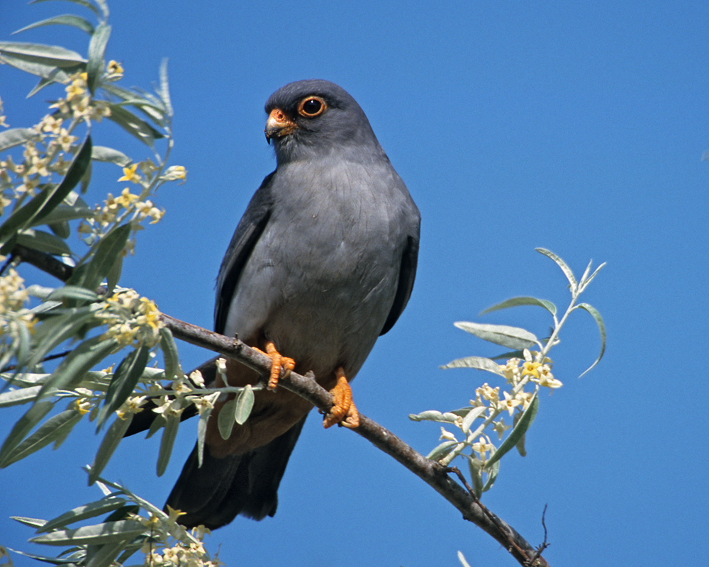 Falco vespertinus; Red-footed Falcon; Rotfußfalke; birds; falconiformes; greifvögel; male; männchen; pröhl; raptors; vögel