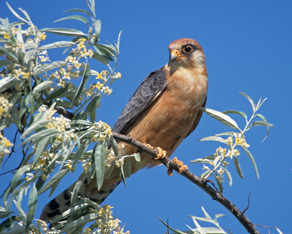 Falco vespertinus; Red-footed Falcon; Rotfußfalke; birds; falconiformes; female; greifvögel; pröhl; raptors; vögel; weibchen