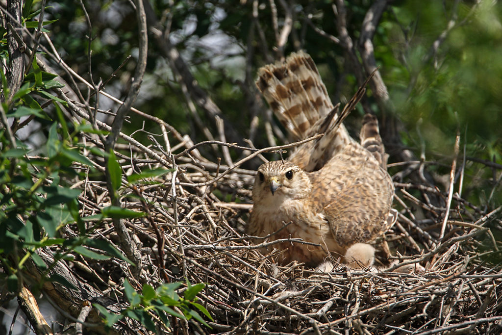 Falco columbarius; Kasachstan; Merlin; birds; breed; brut; falconiformes; female; greifvögel; horst; nest; pröhl; raptors; vögel; weibchen