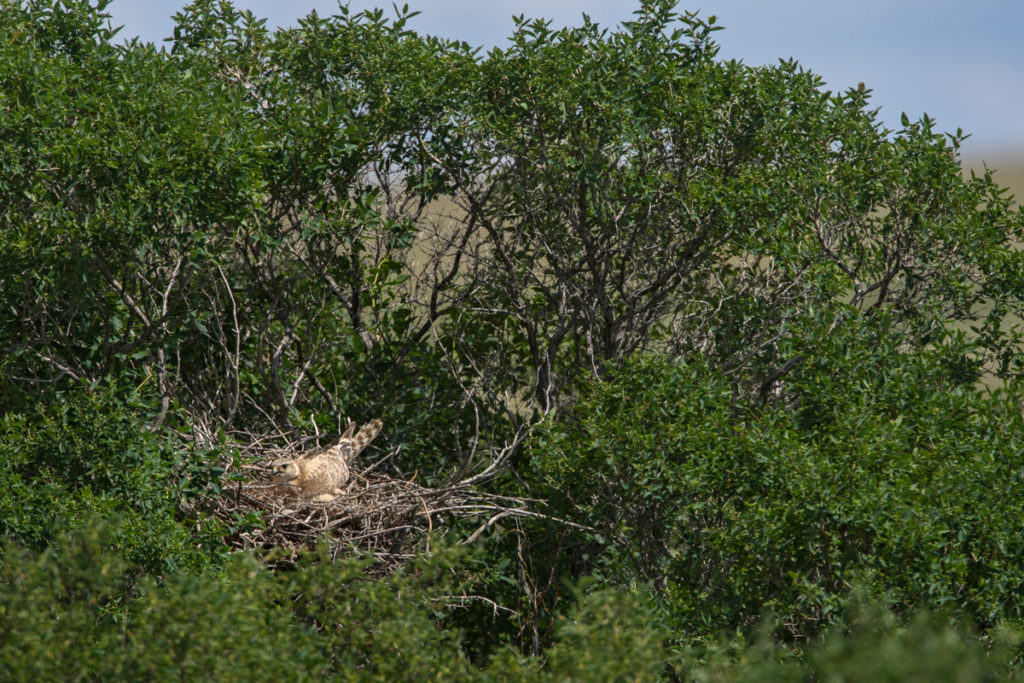 Falco columbarius; Kasachstan; Merlin; birds; breed; brut; falconiformes; female; greifvögel; horst; nest; pröhl; raptors; vögel; weibchen