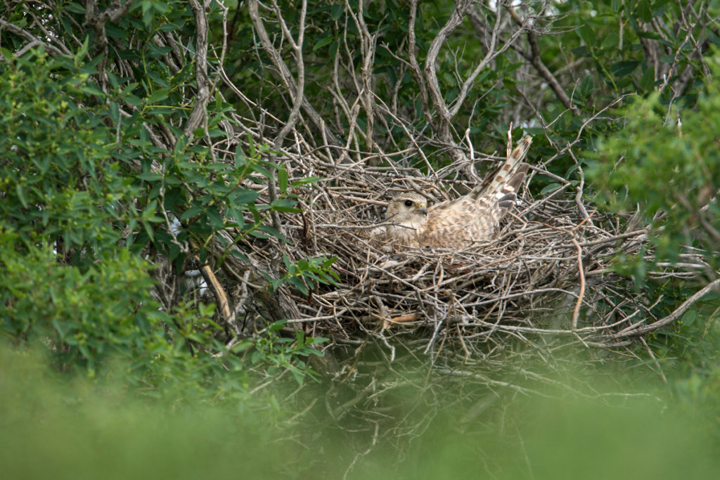 Falco columbarius; Kasachstan; Merlin; birds; breed; brut; falconiformes; female; greifvögel; horst; nest; pröhl; raptors; vögel; weibchen