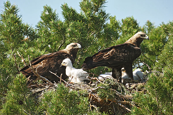 Accipitriformes; Aquila heliaca; Imparial Eagle; Kaiseradler; Kasachstan; adler; birds; breed; brut; eagle; greifvögel; horst; juv.; nest; pröhl; raptors; vögel