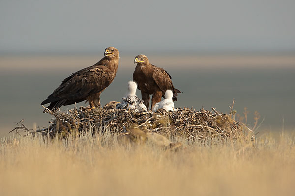 Accipitriformes; Aquila nipalensis; Kasachstan; Steppe Eagle; Steppenadler; adler; birds; breed; brut; eagle; greifvögel; horst; nest; pröhl; raptors; vöge