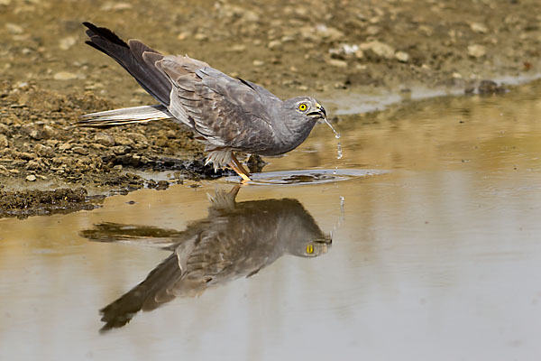 Accipitriformes; Circus pygargus; Montagu`s Harrier; Spain; Wiesenweihe; bad; bathe; birds; greifvögel; male; mirror; männchen; pröhl; raptors; spanien; spiegelbild; tränke; vögel; watering place