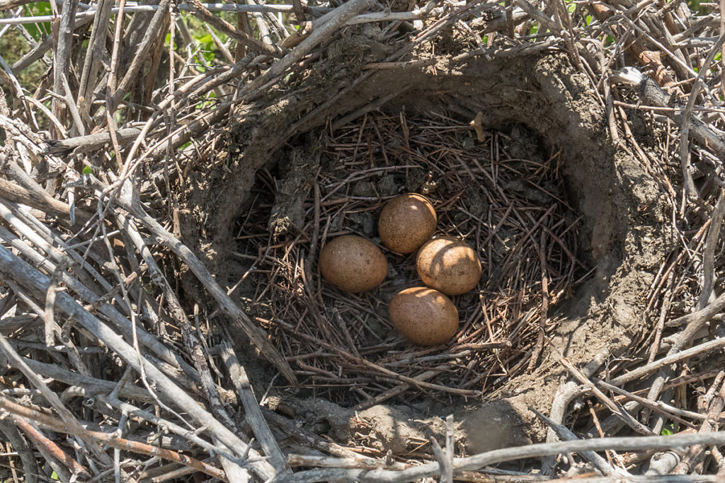 Falco columbarius; Falco columbarius pallidus; Kasachstan; Kazakhstan; Merlin; Steppenmerlin; birds; breed; brut; eier; elsternest; falconiformes; gelege; greifvögel; horst; nest; pröhl; raptors; vögel