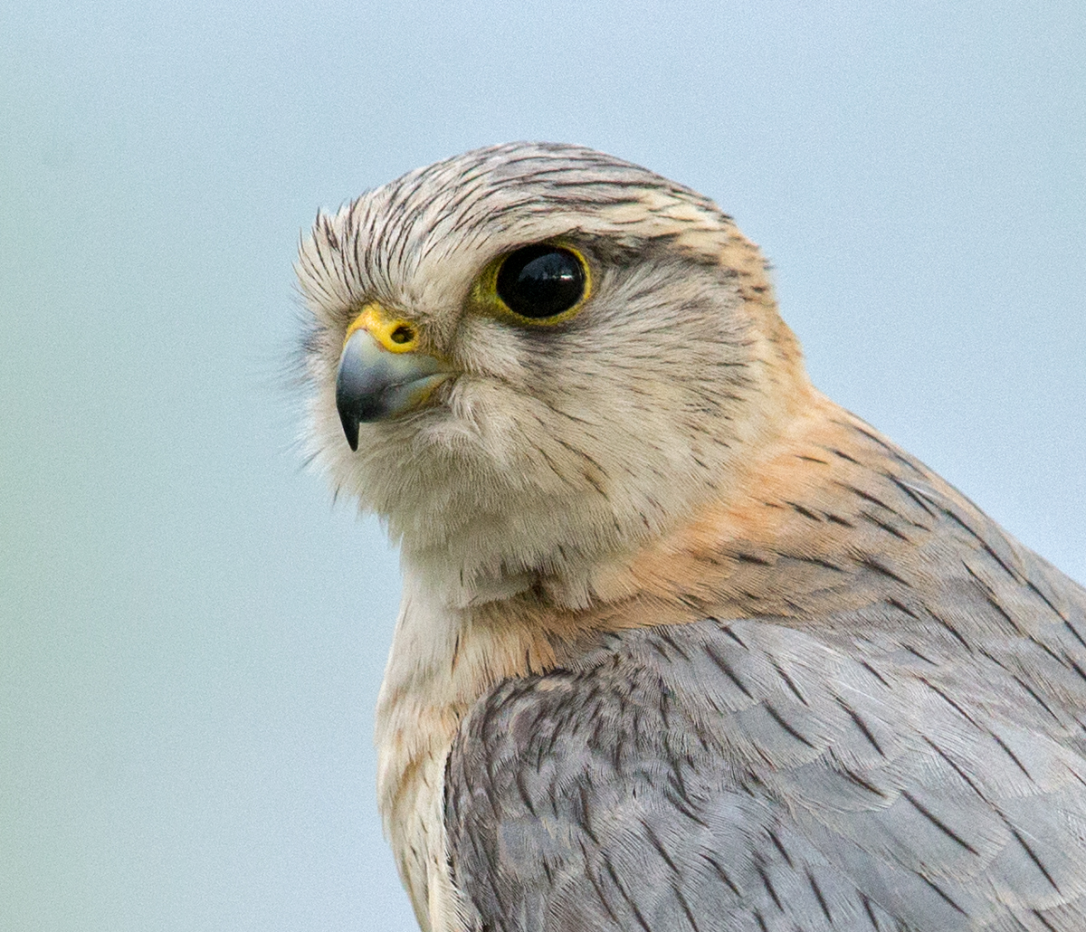 Falco columbarius; Falco columbarius pallidus; Kasachstan; Kazakhstan; Merlin; Steppenmerlin; ad.; adult; birds; falconiformes; greifvögel; male; männchen; pröhl; raptors; vögel