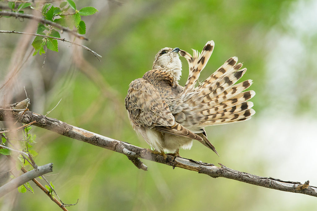 Falco columbarius; Falco columbarius pallidus; Kasachstan; Kazakhstan; Merlin; Steppenmerlin; ad.; adult; birds; falconiformes; greifvögel; pröhl; raptors; vögel