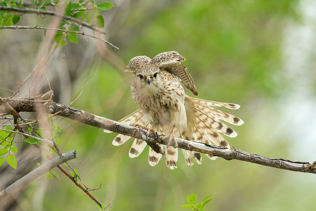 Falco columbarius; Falco columbarius pallidus; Kasachstan; Kazakhstan; Merlin; Steppenmerlin; ad.; adult; birds; falconiformes; greifvögel; pröhl; raptors; vögel