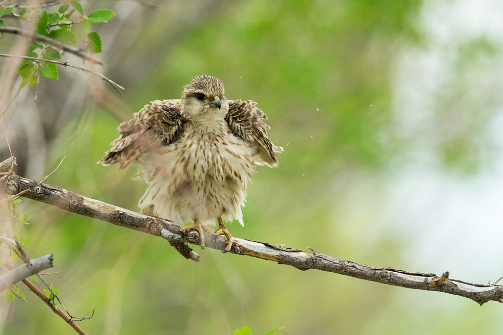 Falco columbarius; Falco columbarius pallidus; Kasachstan; Kazakhstan; Merlin; Steppenmerlin; ad.; adult; birds; falconiformes; greifvögel; pröhl; raptors; vögel