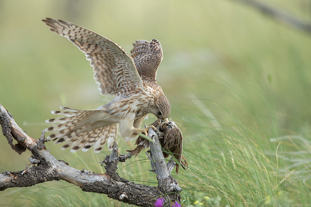 Falco columbarius; Falco columbarius pallidus; Kasachstan; Kazakhstan; Merlin; Steppenmerlin; ad.; adult; birds; falconiformes; greifvögel; pröhl; raptors; vögel