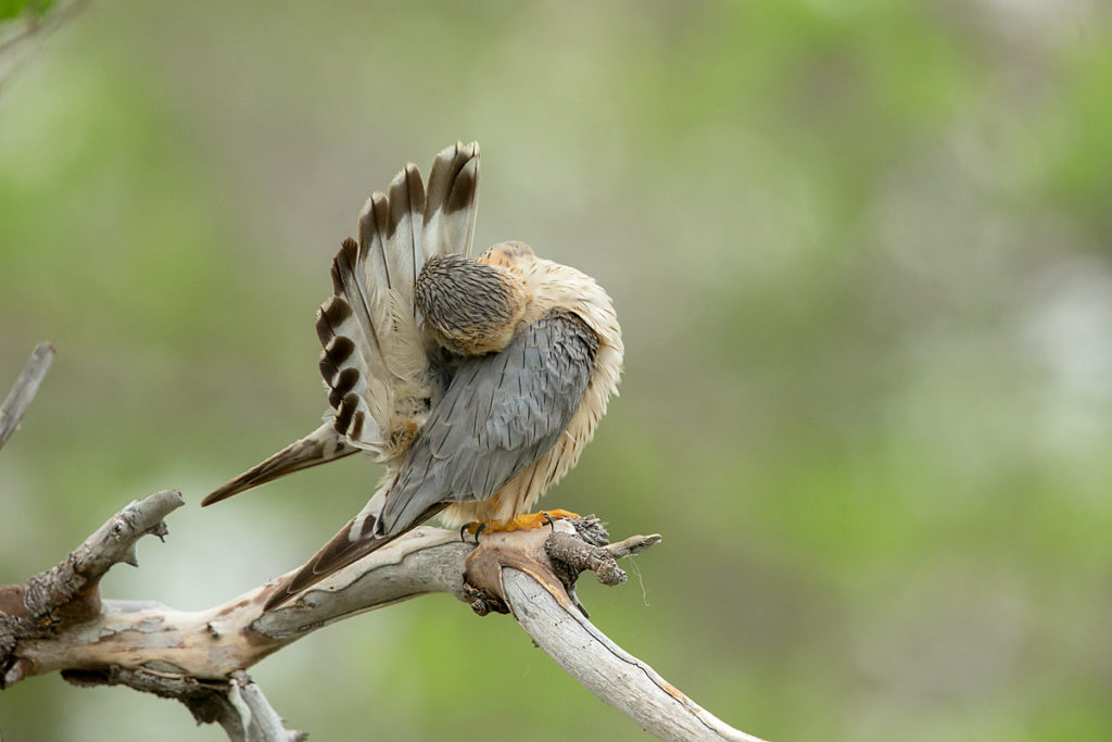 Falco columbarius; Falco columbarius pallidus; Kasachstan; Kazakhstan; Merlin; Steppenmerlin; ad.; adult; birds; falconiformes; greifvögel; pröhl; raptors; vögel