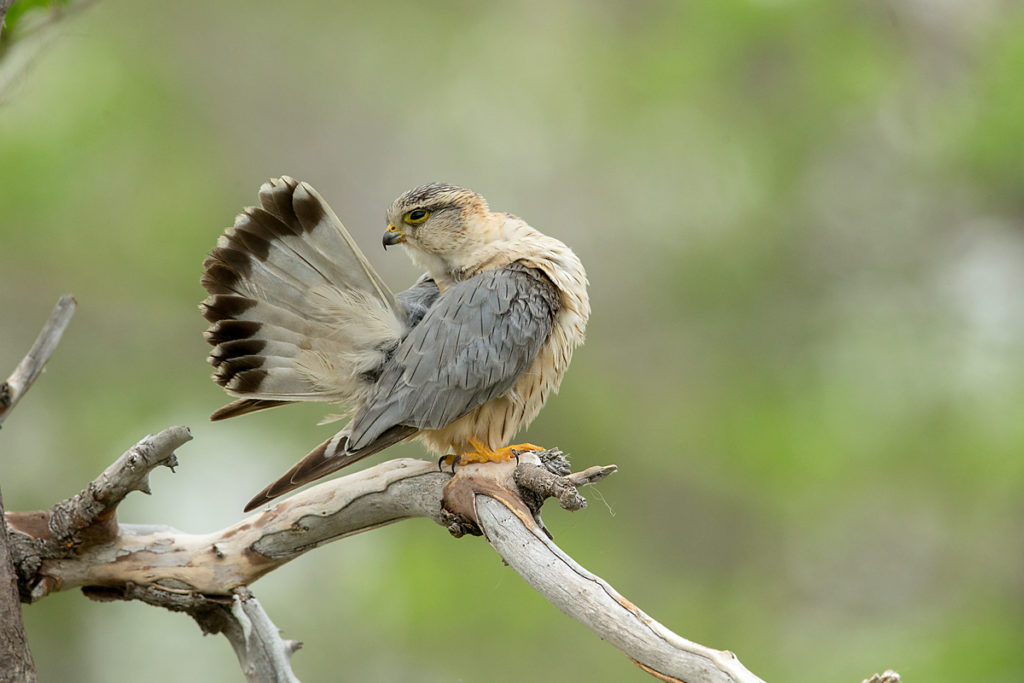 Falco columbarius; Falco columbarius pallidus; Kasachstan; Kazakhstan; Merlin; Steppenmerlin; ad.; adult; birds; falconiformes; greifvögel; pröhl; raptors; vögel