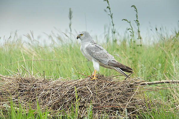 Accipitriformes; Circus macrourus; Kasachstan; Kazakhstan; Pallid Harrier; Steppenweihe; birds; greifvögel; male; männchen; pröhl; raptors; vögel