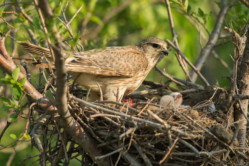 Falco columbarius; Falco columbarius pallidus; Kasachstan; Kazakhstan; Merlin; Steppenmerlin; ad.; adult; birds; breed; brut; falconiformes; female; greifvögel; horst; nest; pröhl; raptors; vögel; weibchen