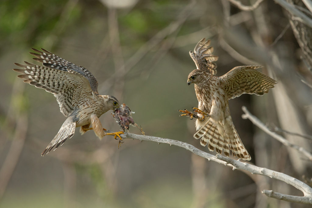 Falco columbarius; Falco columbarius pallidus; Kasachstan; Kazakhstan; Merlin; Steppenmerlin; beuteübergabe; birds; falconiformes; flight; flug; greifvögel; paar; pröhl; raptors; vögel