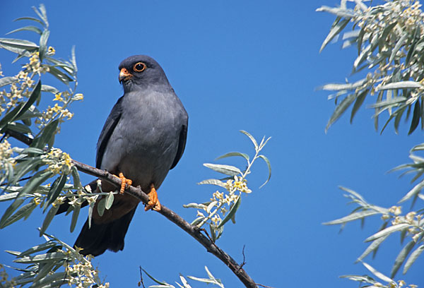 Falco vespertinus; Red-footed Falcon; Rotfußfalke; birds; falcon; falconiformes; falken; greifvögel; hawk; male; männchen; pröhl; raptor; raptors; ungarn; vögel