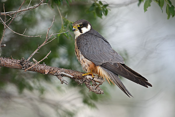 Baumfalke; Falco subbuteo; Hobby; Kasachstan; birds; falconiformes; falken; greifvögel; pröhl; raptors; vögel