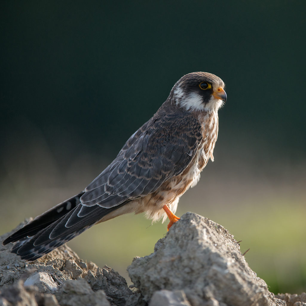 Falco vespertinus; Red-footed Falcon; Rotfußfalke; birds; falconiformes; greifvögel; raptors; vögel, leo