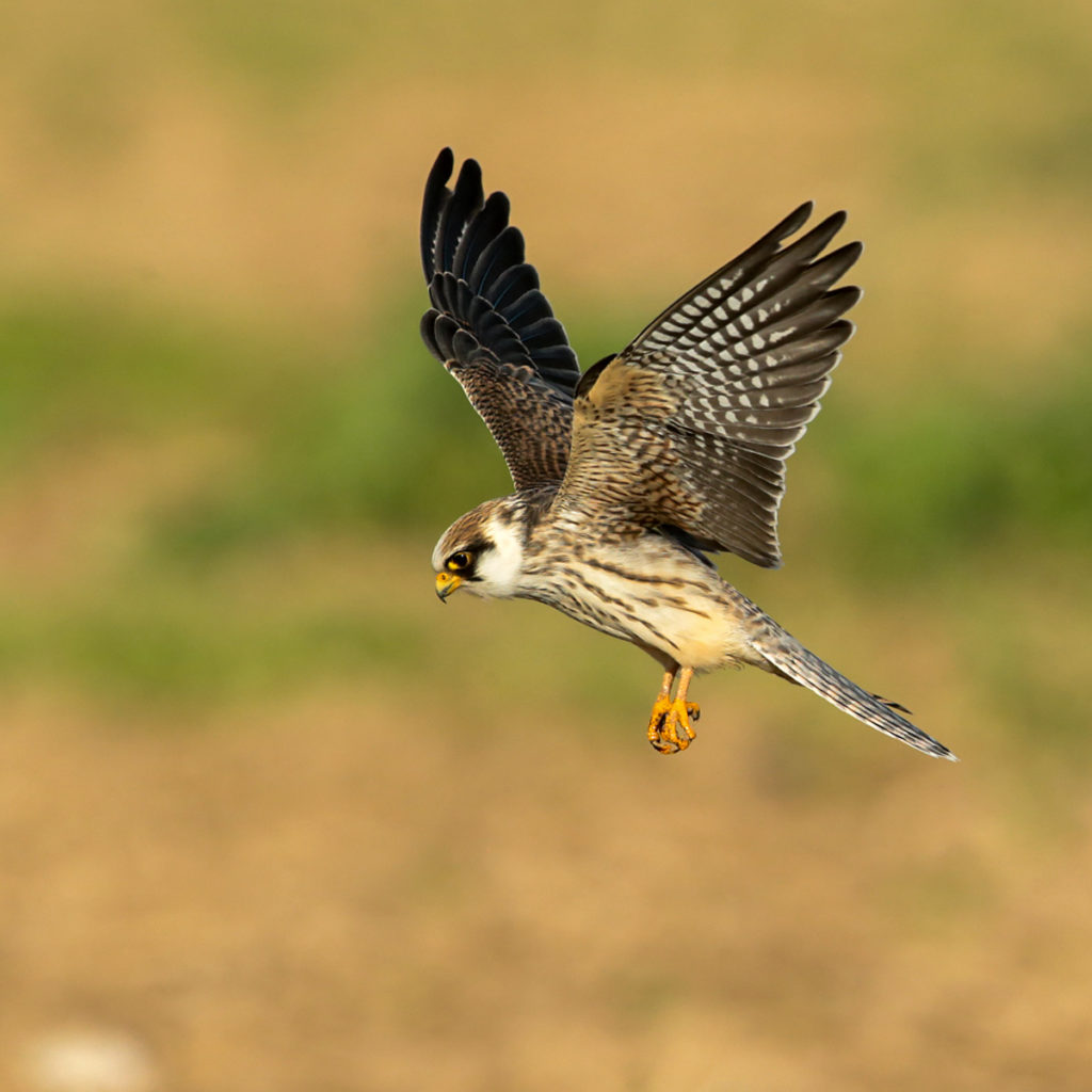 Falco vespertinus; Red-footed Falcon; Rotfußfalke; birds; falconiformes; flight; flug; greifvögel; juv.; juvenil; pröhl; raptors; vögel