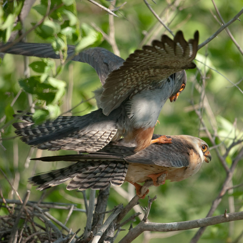 Falco vespertinus; Kasachstan; Red-footed Falcon; Rotfußfalke; birds; couple; falconiformes; greifvögel; kopula; mating; paar; paarung; pröhl; raptors; vögel