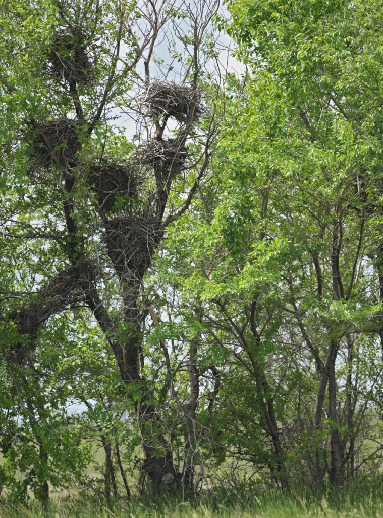 Falco vespertinus; Kasachstan; Red-footed Falcon; Rotfußfalke; birds; falconiformes; greifvögel; high size; hochformat; horst; nest; pröhl; raptors; vögel