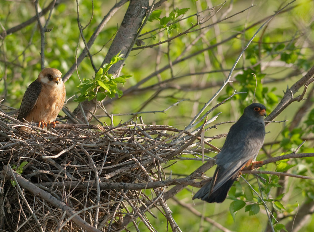 Falco vespertinus; Kasachstan; Red-footed Falcon; Rotfußfalke; birds; breed; brut; falconiformes; greifvögel; horst; nest; paar; pröhl; raptors; vögel