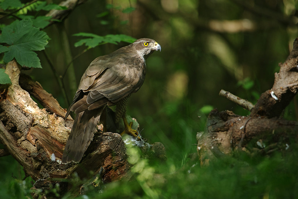 Accipiter gentilis; Goshawk; Habicht; beute; birds; capture; falconiformes; greifvögel; hunting; jagd; pröhl; raptors; vögel