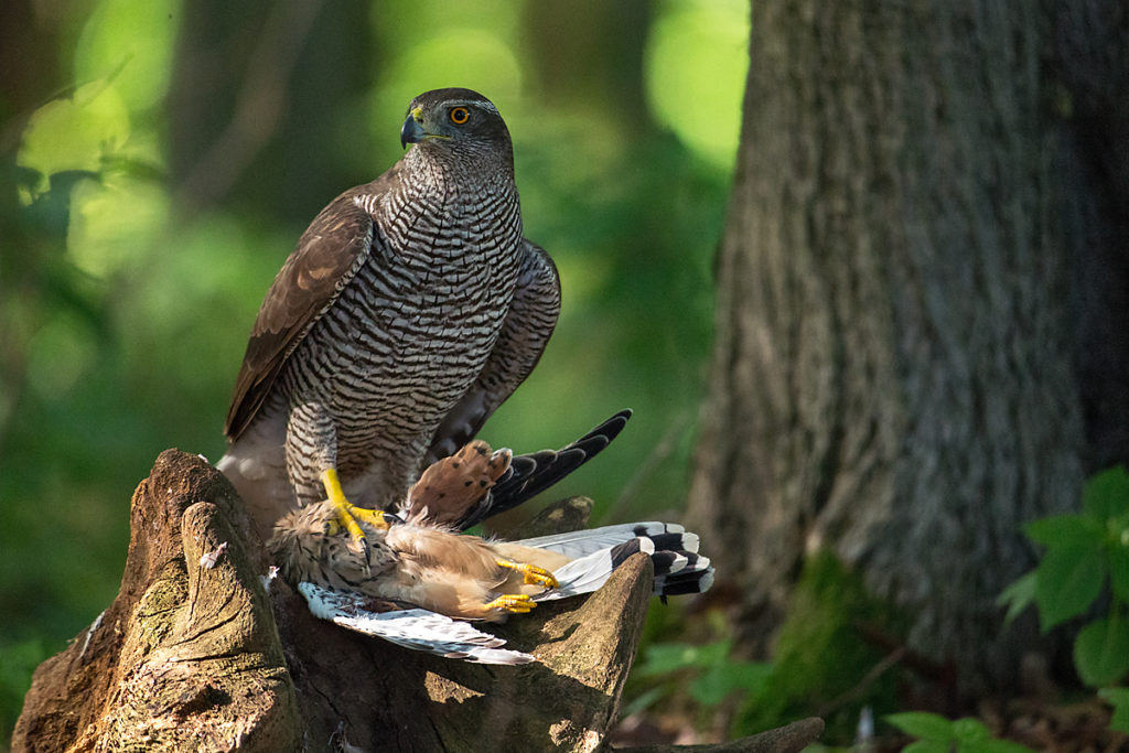 Accipiter gentilis; Accipitriformes; Falco tinnunculus; Goshawk; Habicht; Kestrel; Turmfalke; birds; falconiformes; falken; greifvögel; pröhl; raptors; vögel