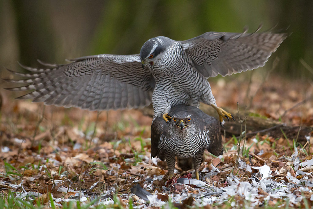 Accipiter gentilis; Accipitriformes; Goshawk; Habicht; adult; birds; greifvögel; kopula; male; männchen; paar; pröhl; raptors; vögel