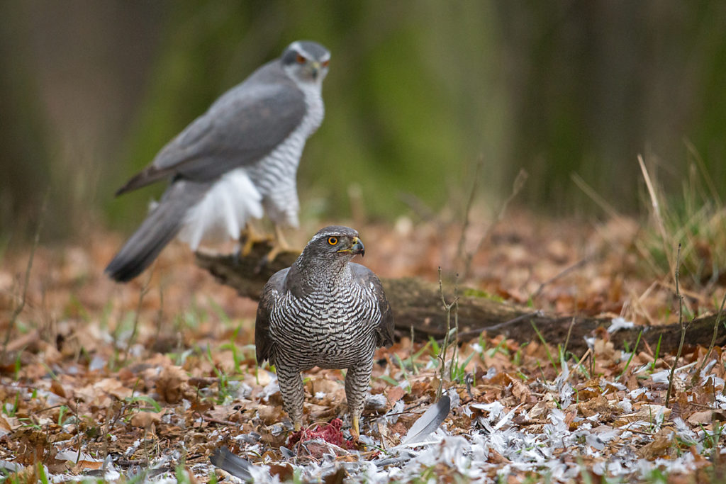 Accipiter gentilis; Accipitriformes; Goshawk; Habicht; adult; balz; birds; female; greifvögel; male; männchen; paar; pröhl; raptors; vögel; weibchen