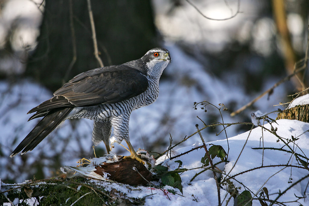 Accipiter gentilis; Habicht; beute; greifvögel; jagd; pröhl; winter