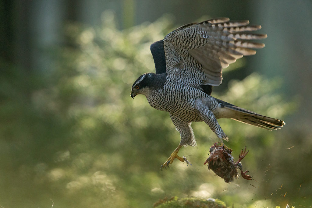 Accipiter gentilis; Accipitriformes; Goshawk; Habicht; birds; greifvögel; male; männchen; pröhl; raptors; vögel