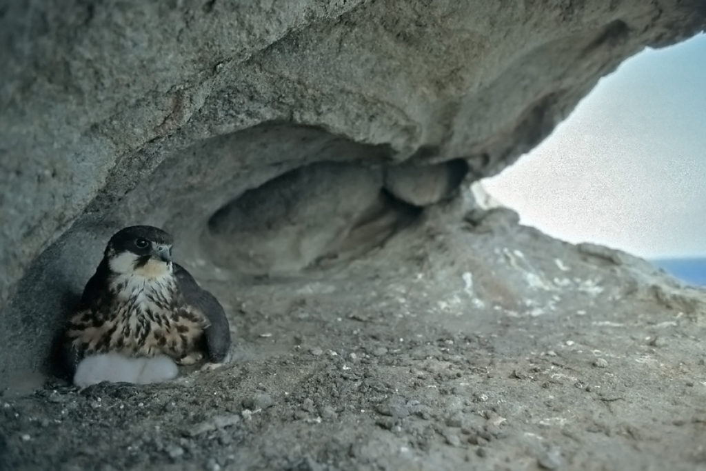 Eleonorenfalke; Falco eleonorae; greifvögel; juv.; nest; pröhl; sardinien