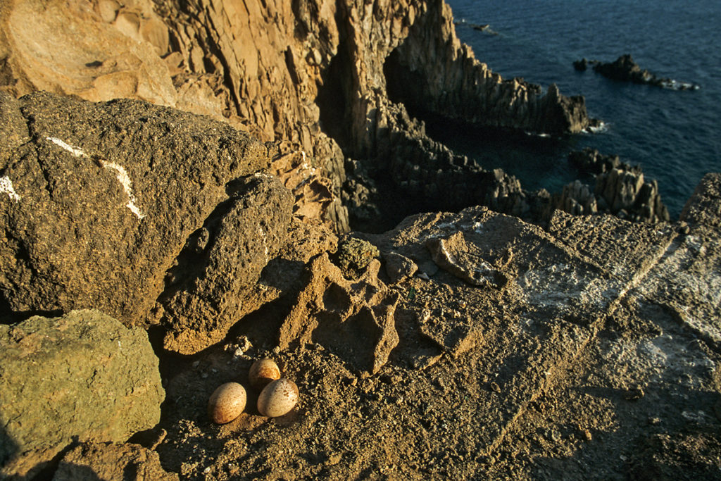 Eleonorenfalke; Falco eleonorae; gelege; greifvögel; nest; pröhl; sardinien