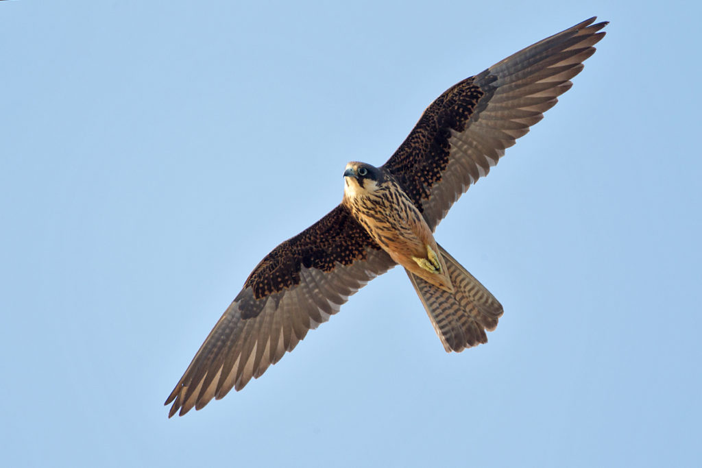 Crete; Eleonora`s Falcon; Eleonorenfalke; Falco eleonorae; Greece; Kreta; birds; falconiformes; flight; flug; greifvögel; griechenland; pröhl; raptors; vögel