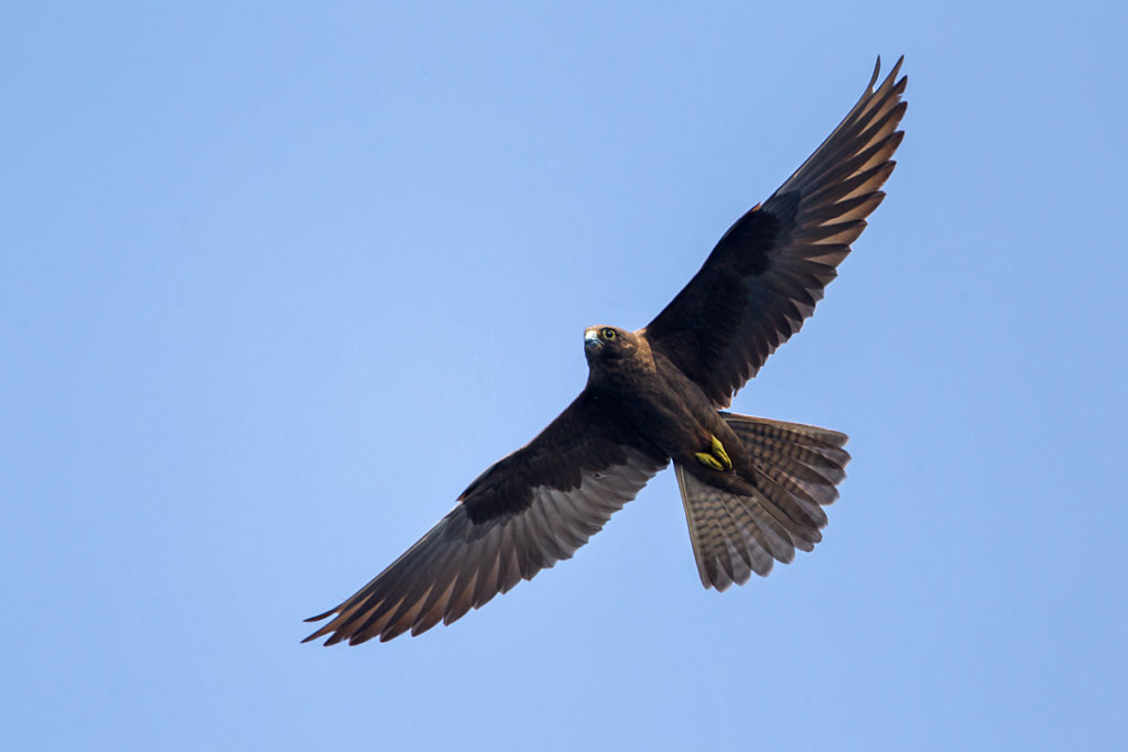 Crete; Eleonora`s Falcon; Eleonorenfalke; Falco eleonorae; Greece; Kreta; birds; falconiformes; flight; flug; greifvögel; griechenland; pröhl; raptors; vögel