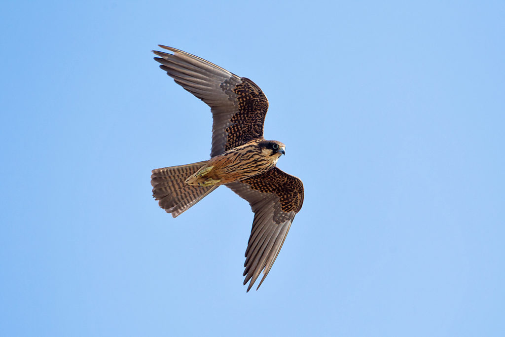 Crete; Eleonora`s Falcon; Eleonorenfalke; Falco eleonorae; Greece; Kreta; birds; falconiformes; flight; flug; greifvögel; griechenland; pröhl; raptors; vögel