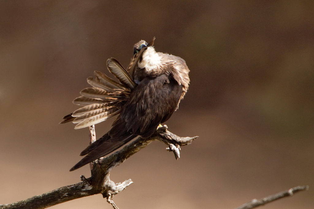 Eleonora`s Falcon; Eleonorenfalke; Falco eleonorae; birds; falconiformes; gefiederpflege; greifvögel; marokko; pröhl; raptors; sonnenbad; sunbath; vögel