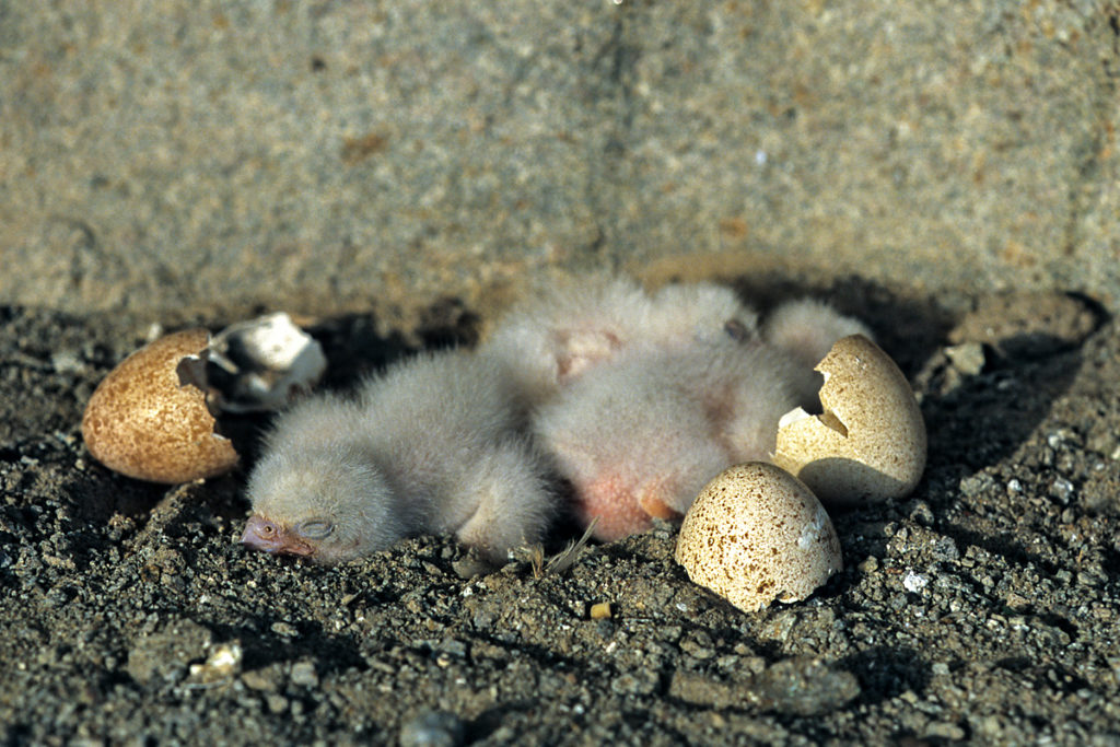 Eleonorenfalke; Falco eleonorae; greifvögel; juv.; nest; pröhl; sardinien; schlupf