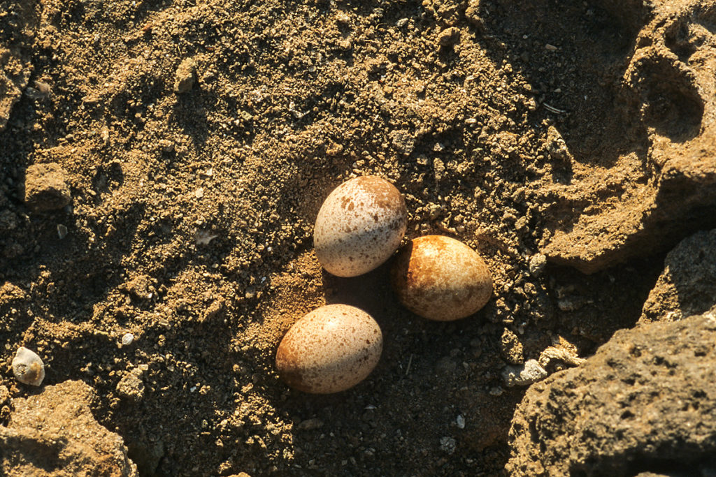 Eleonorenfalke; Falco eleonorae; gelege; greifvögel; nest; pröhl; sardinien