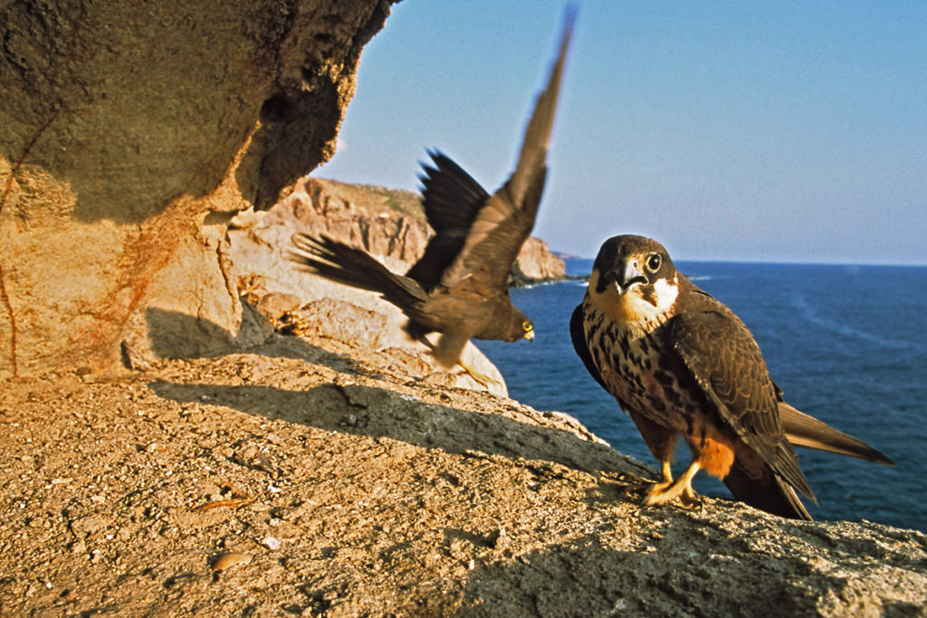 Eleonorenfalke; Falco eleonorae; greifvögel; männchen; pröhl; sardinien; weibchen