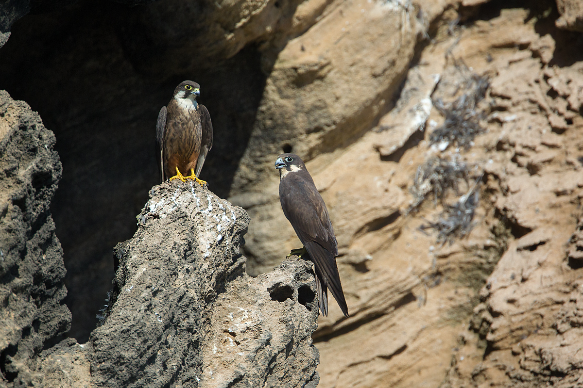 Eleonora`s Falcon; Eleonorenfalke; Falco eleonorae; ad.; birds; falconiformes; greifvögel; marokko; pröhl; raptors; vögel