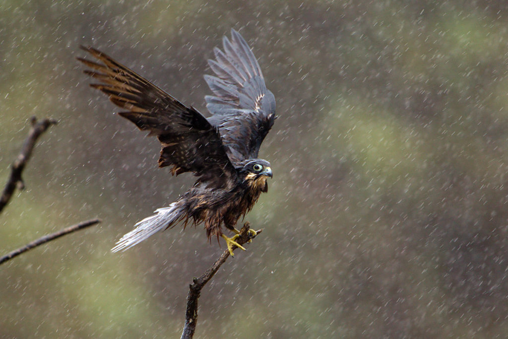 Eleonora`s Falcon; Eleonorenfalke; Falco eleonorae; bath; birds; falconiformes; gefiederpflege; greifvögel; marokko; pröhl; rain; raptors; regen; regenbad; vögel