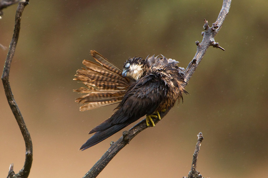 Eleonora`s Falcon; Eleonorenfalke; Falco eleonorae; birds; falconiformes; gefiederpflege; greifvögel; marokko; pröhl; raptors; sonnenbad; sunbath; vögel