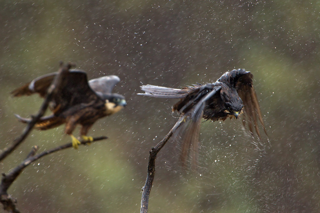 Eleonora`s Falcon; Eleonorenfalke; Falco eleonorae; bath; birds; falconiformes; gefiederpflege; greifvögel; marokko; pröhl; rain; raptors; regen; regenbad; vögel